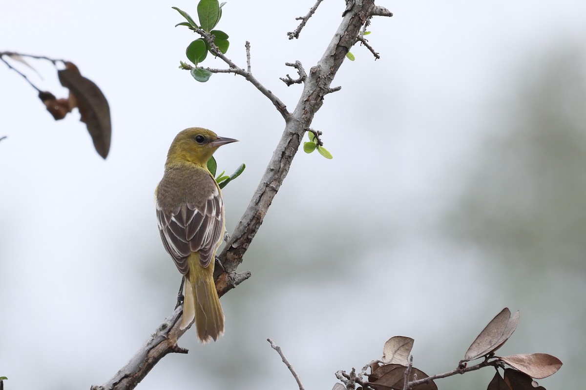 Orchard Oriole - ML618468510