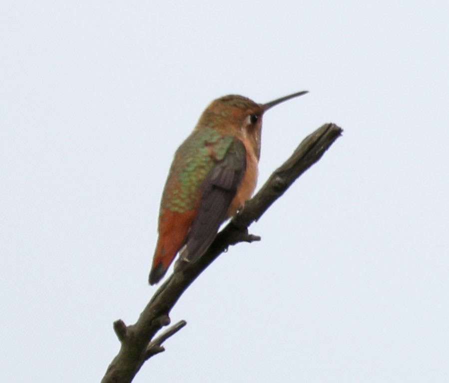 Allen's Hummingbird - George Nothhelfer
