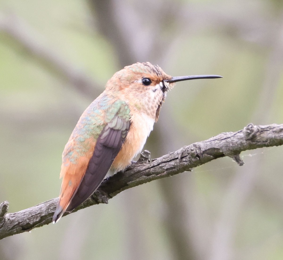 Colibrí de Allen - ML618468544