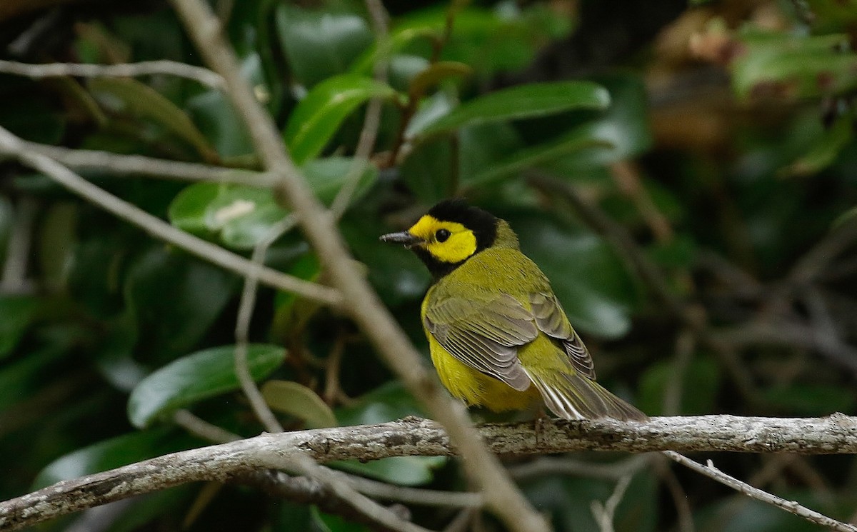 Hooded Warbler - ML618468578