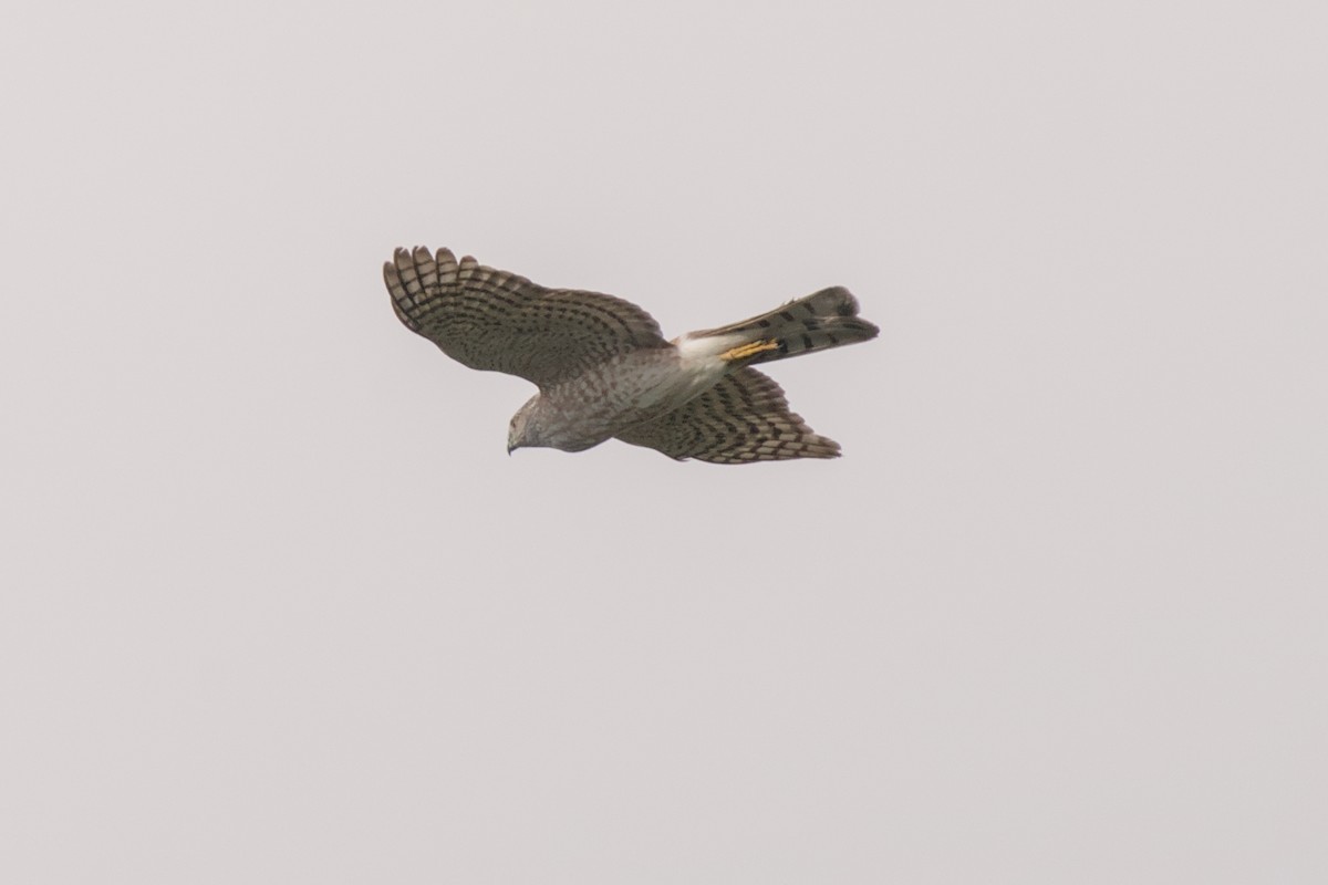 Sharp-shinned Hawk (Northern) - ML618468591