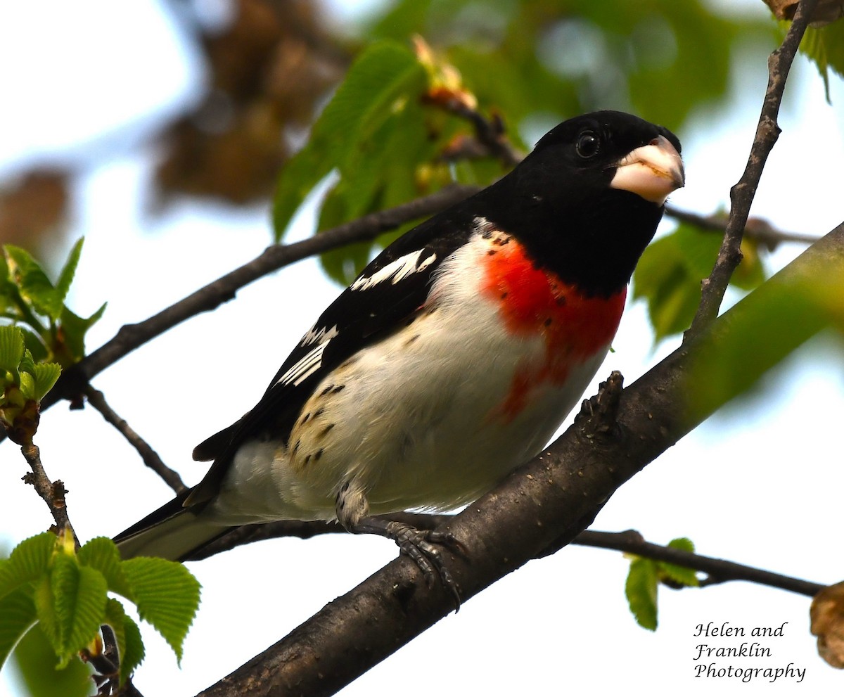 Rose-breasted Grosbeak - Helen and Franklin Chow