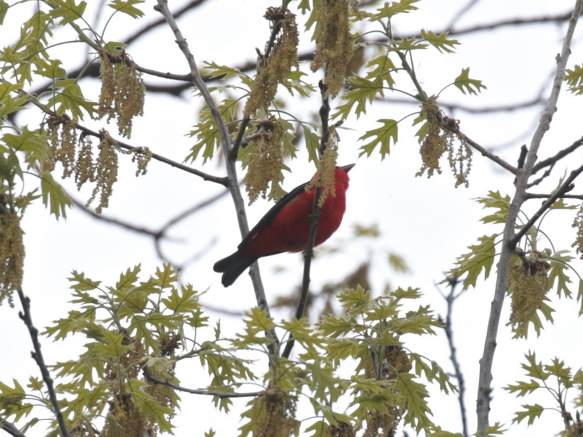 Scarlet Tanager - Paul Jacyk