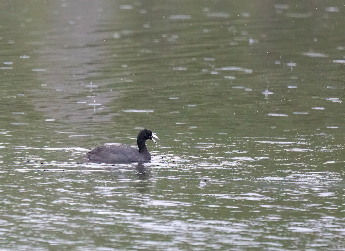 American Coot - Natalie Cavalieri