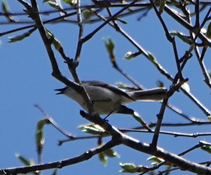 Blue-gray Gnatcatcher - Steve Mayo