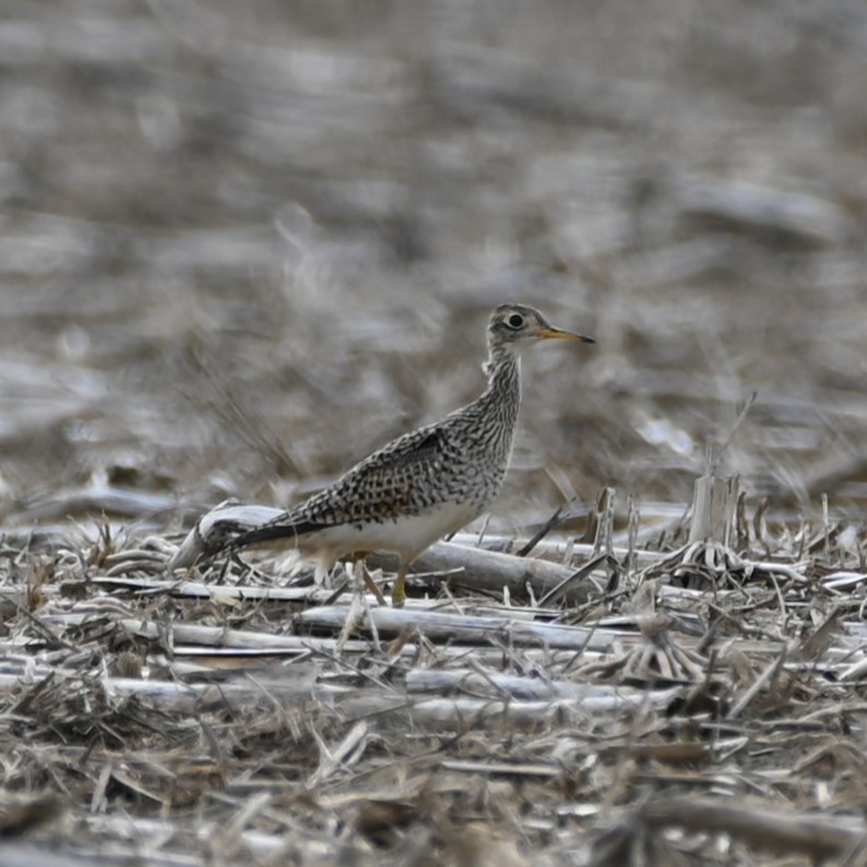 Upland Sandpiper - ML618468676