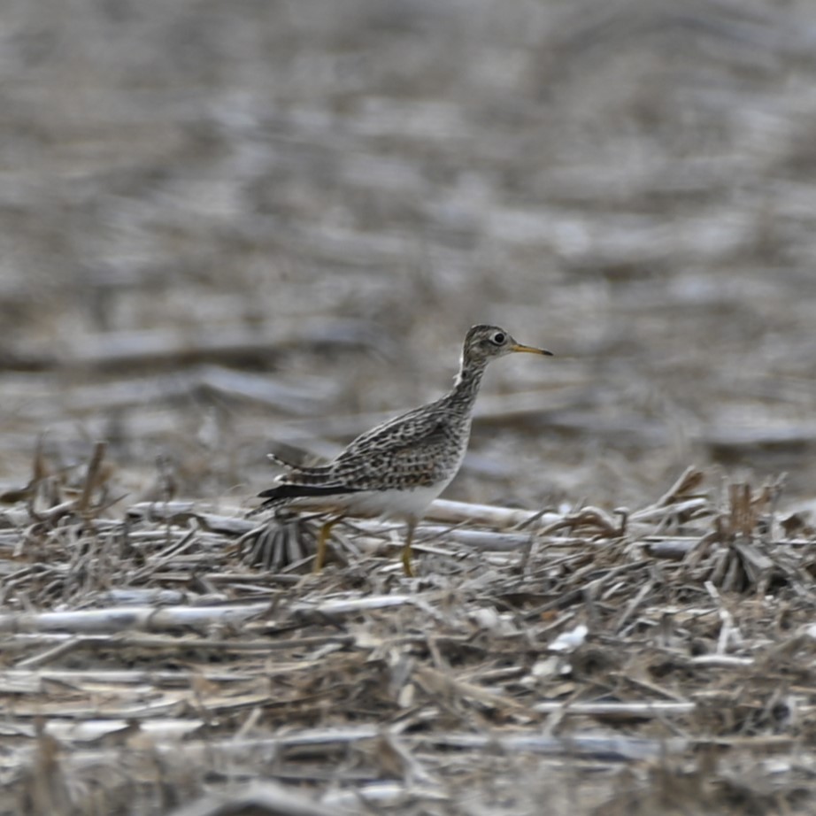 Upland Sandpiper - ML618468677