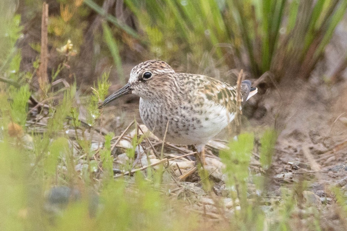 Wiesenstrandläufer - ML618468716