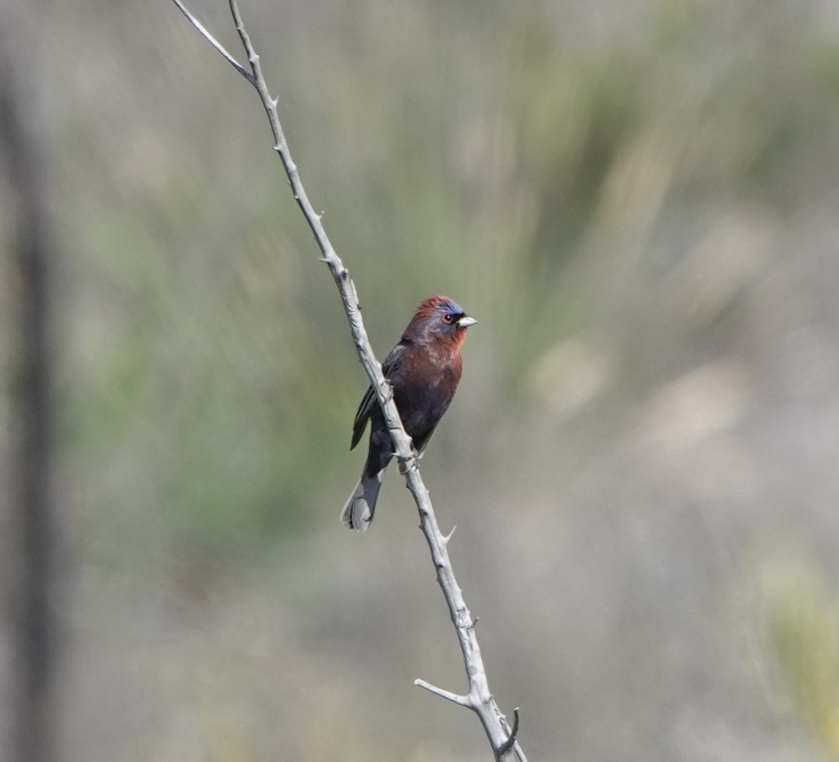 Varied Bunting - dave koehler