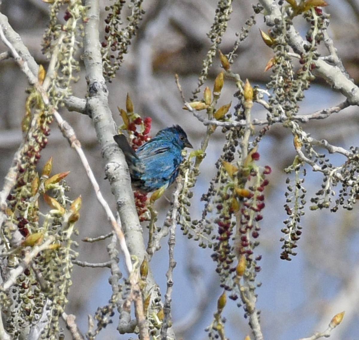 Indigo Bunting - ML618468733