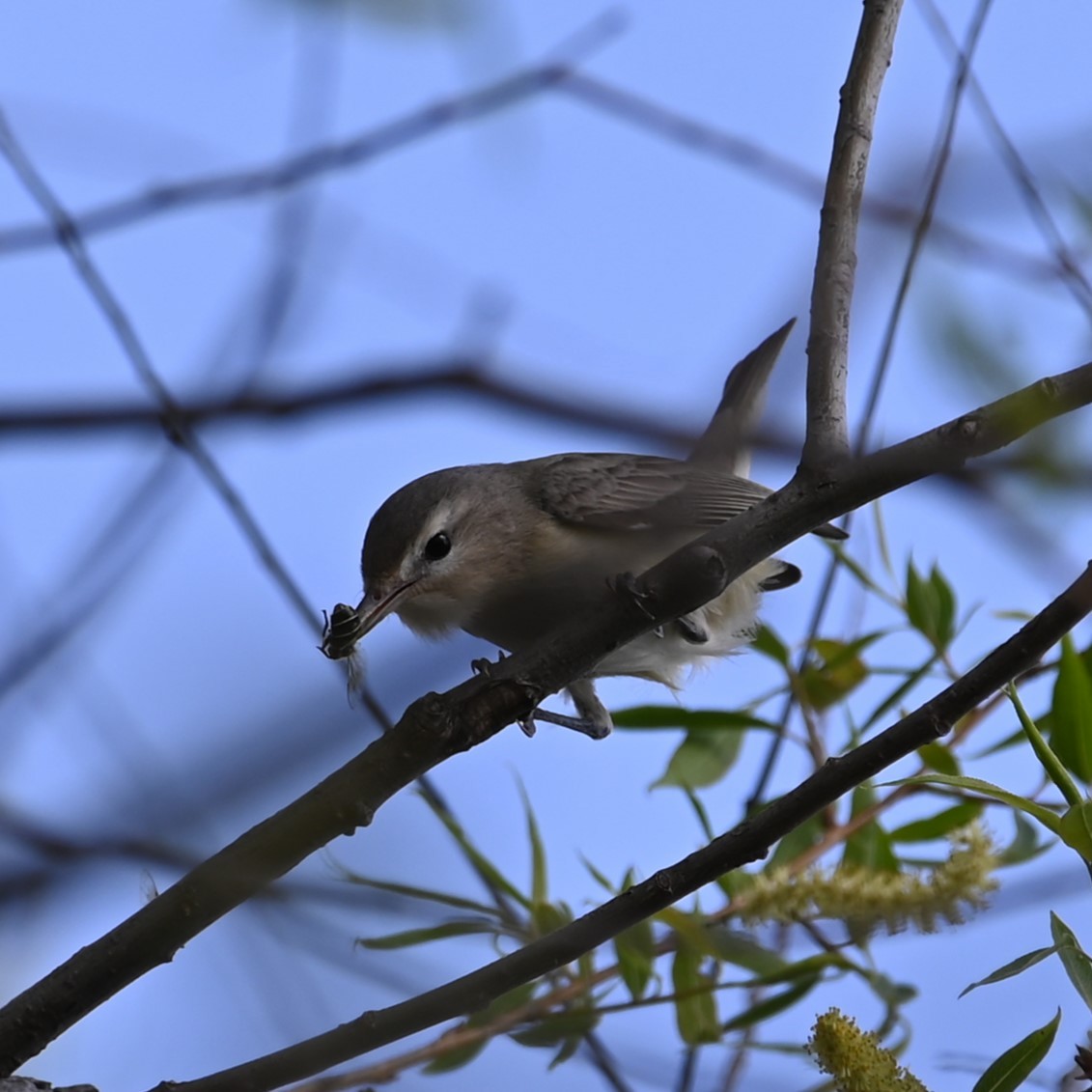 Warbling Vireo (Eastern) - ML618468735