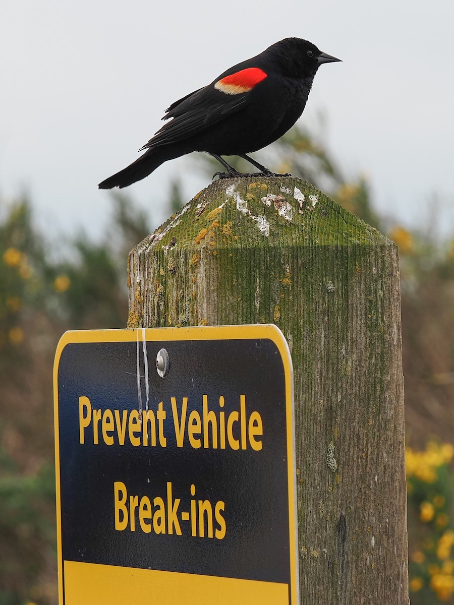 Red-winged Blackbird - ML618468764