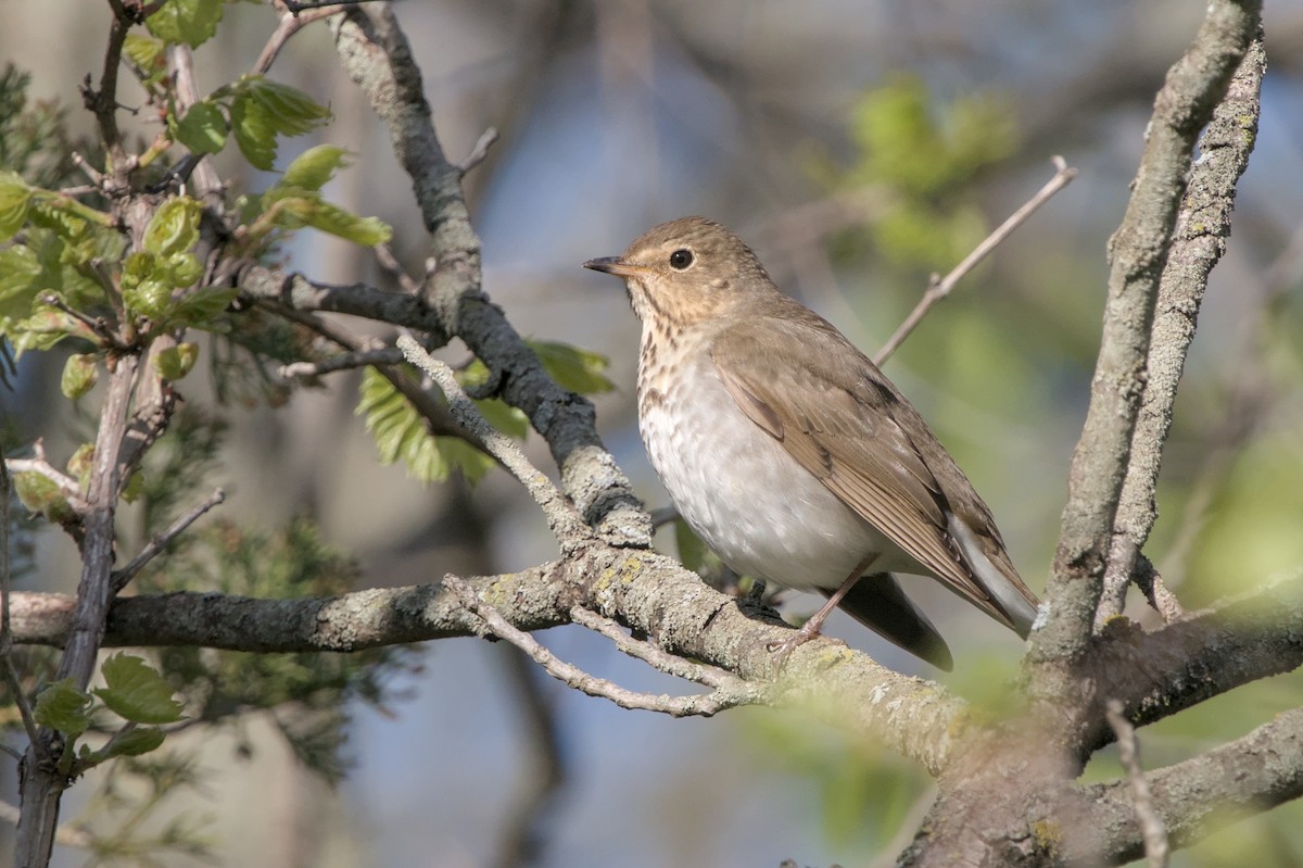 Swainson's Thrush - ML618468772