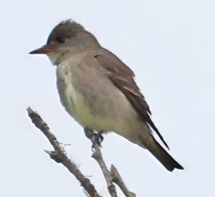 Olive-sided Flycatcher - ML618468785