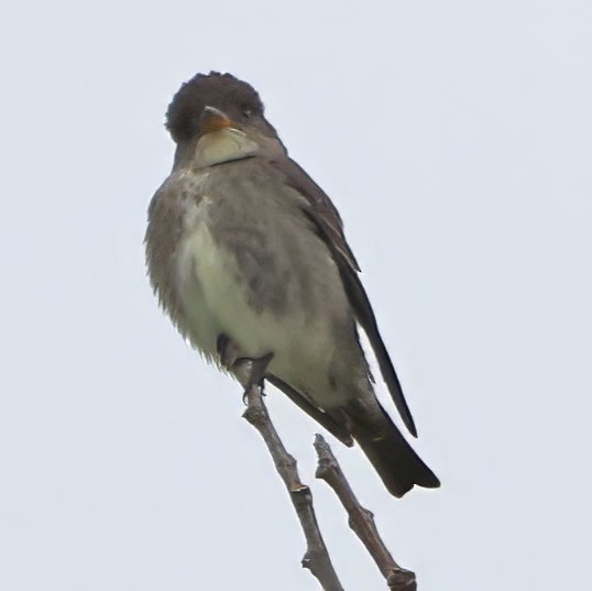 Olive-sided Flycatcher - ML618468786