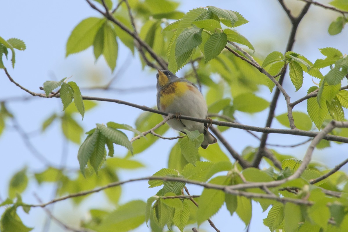 Northern Parula - ML618468790