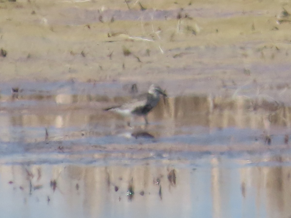 Black-bellied Plover - Edward Raynor