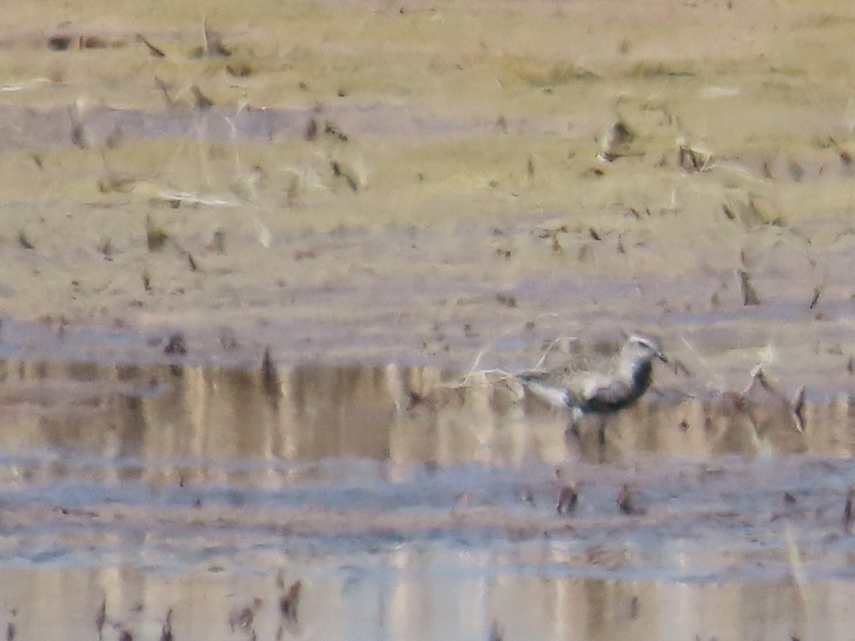 Black-bellied Plover - Edward Raynor