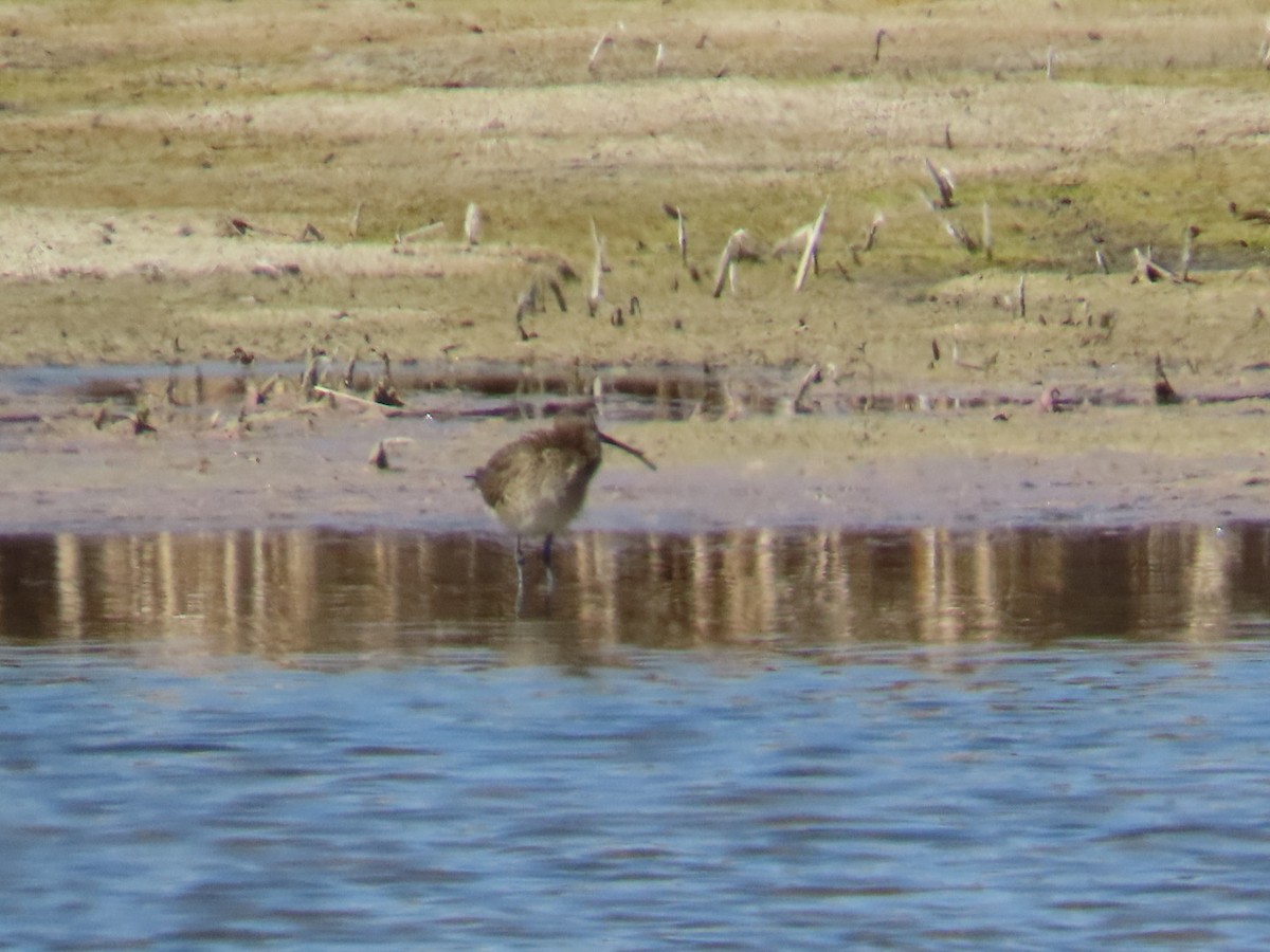 Regenbrachvogel - ML618468827