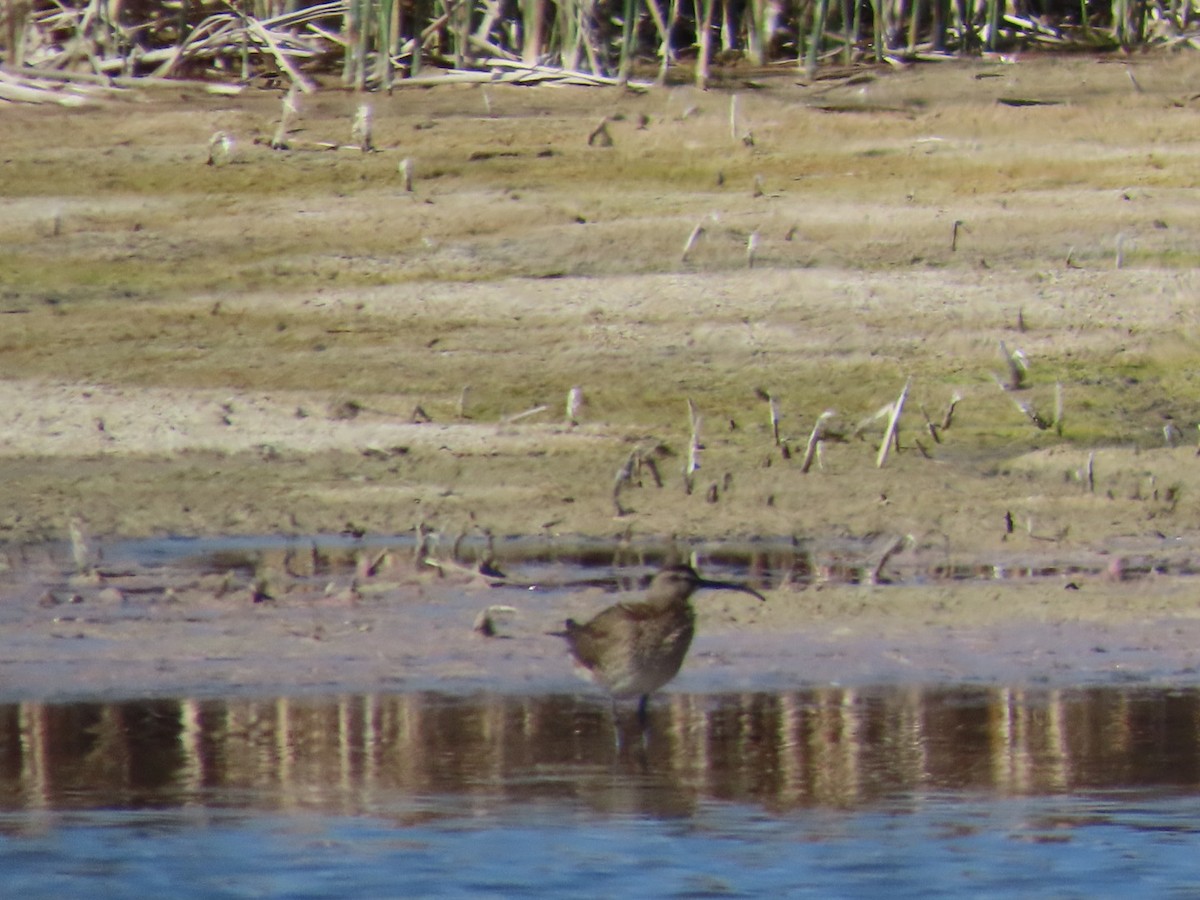 Regenbrachvogel - ML618468828