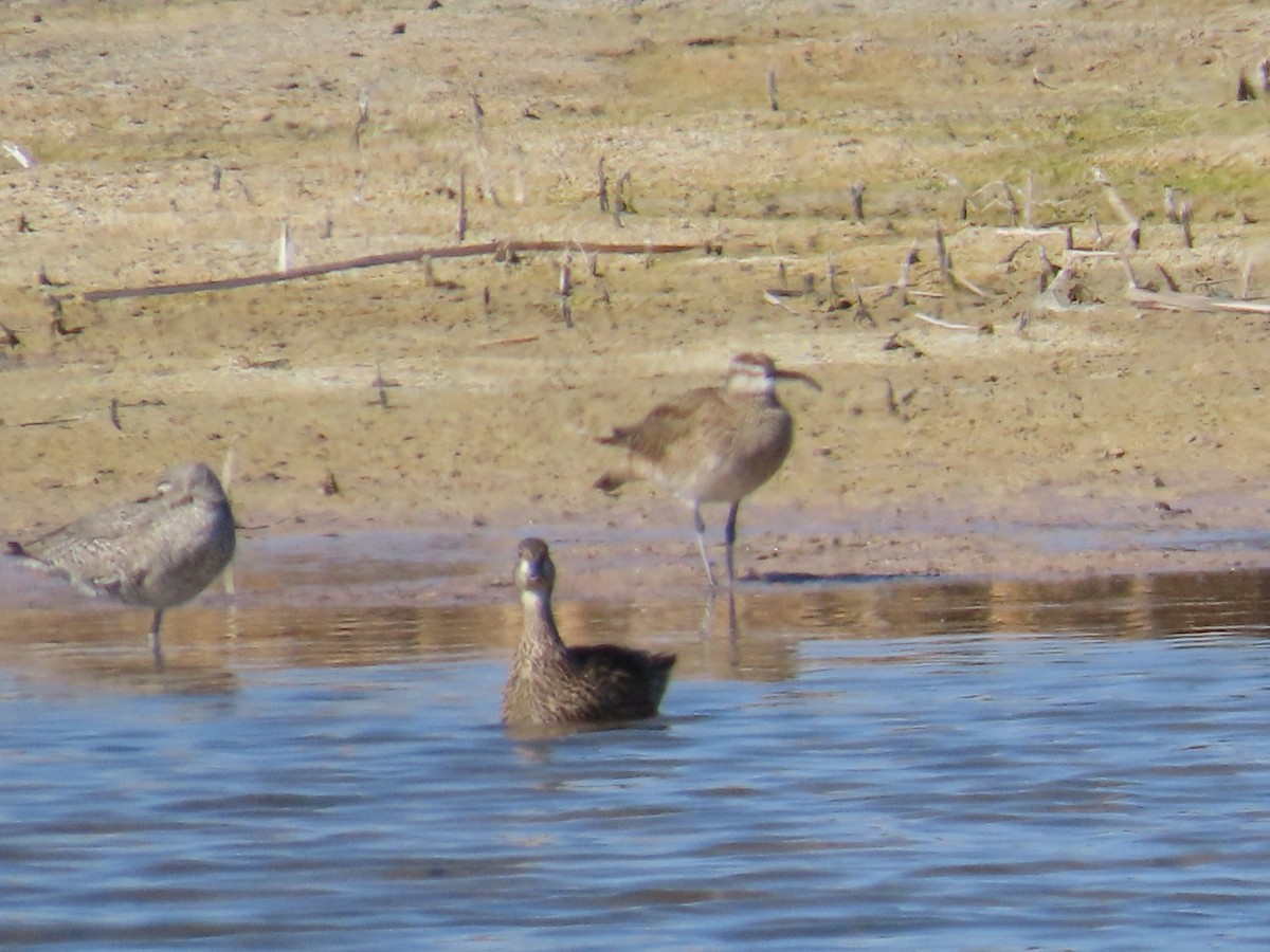 Whimbrel - ML618468830