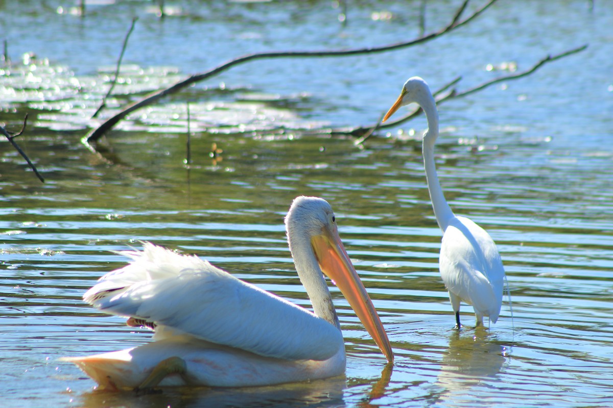 American White Pelican - ML618468866