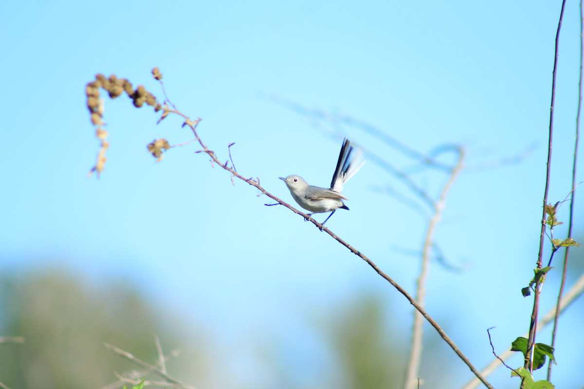 Blue-gray Gnatcatcher - ML618468884