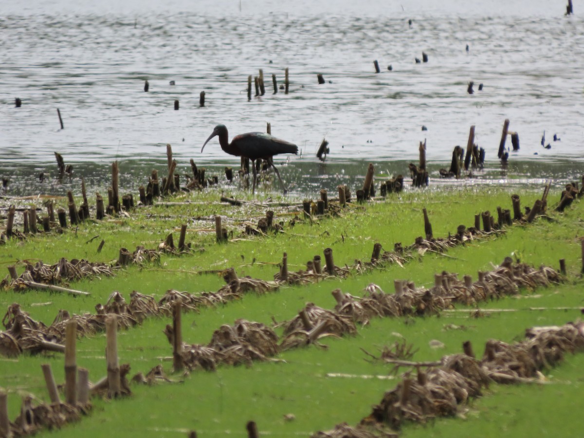 Glossy Ibis - Kevin Cronin