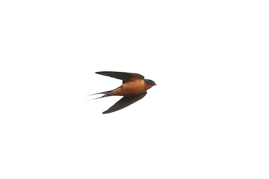Barn Swallow - ML618468904