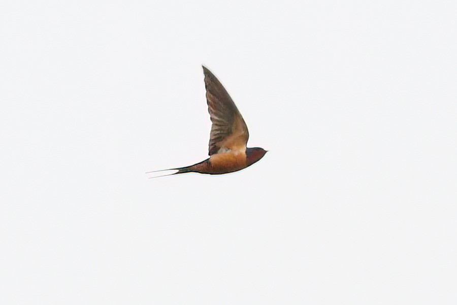 Barn Swallow - ML618468906