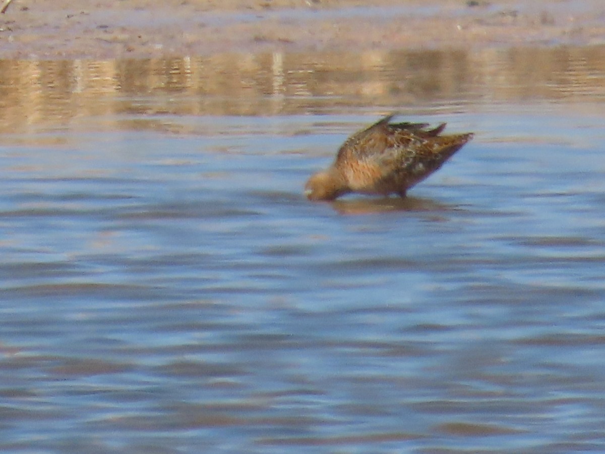 Long-billed Dowitcher - ML618468908