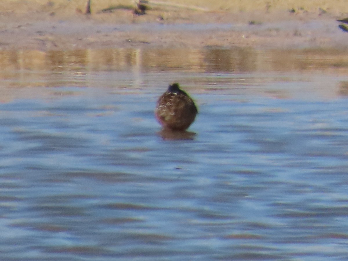 Long-billed Dowitcher - Edward Raynor