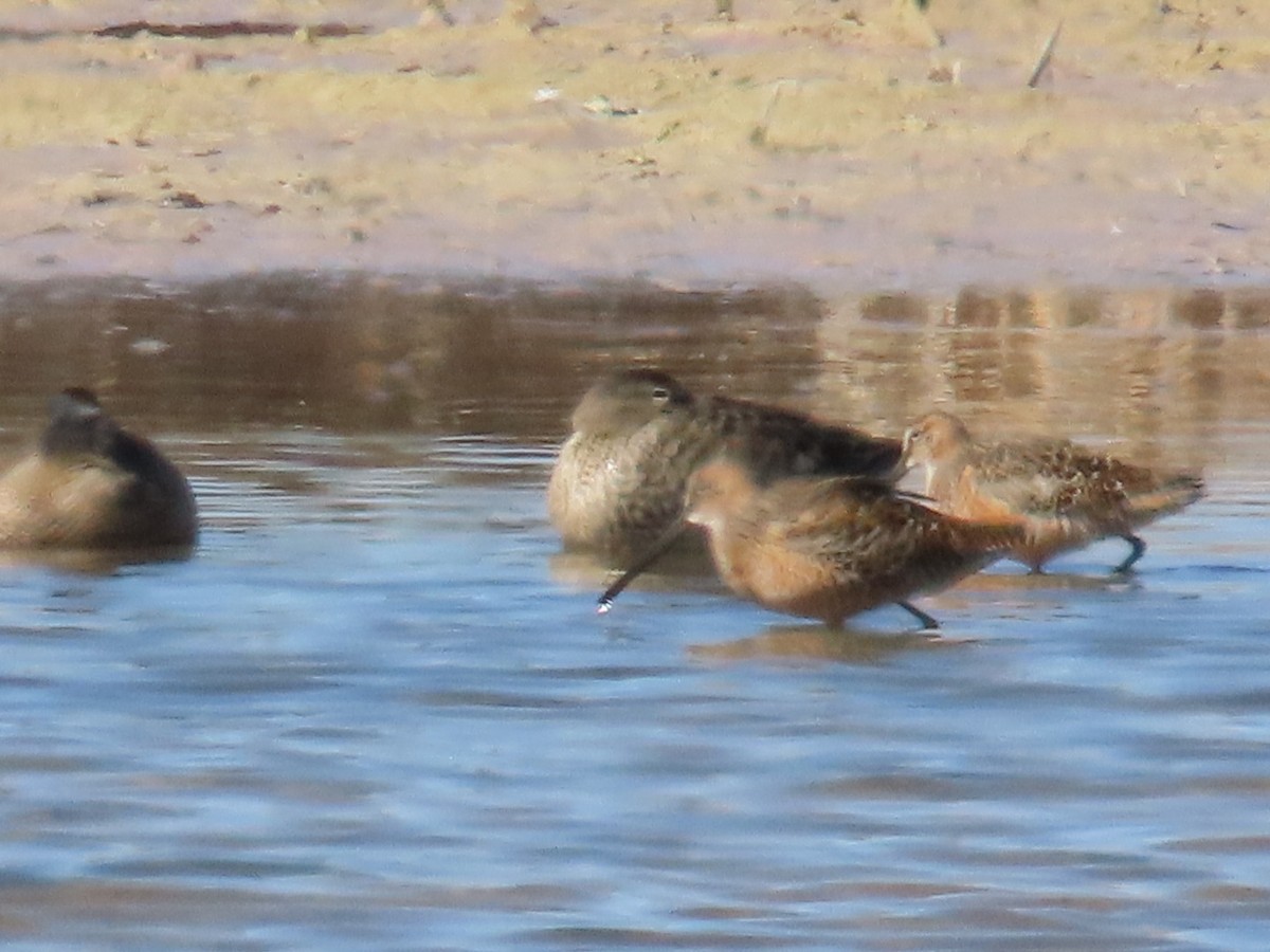 Long-billed Dowitcher - Edward Raynor