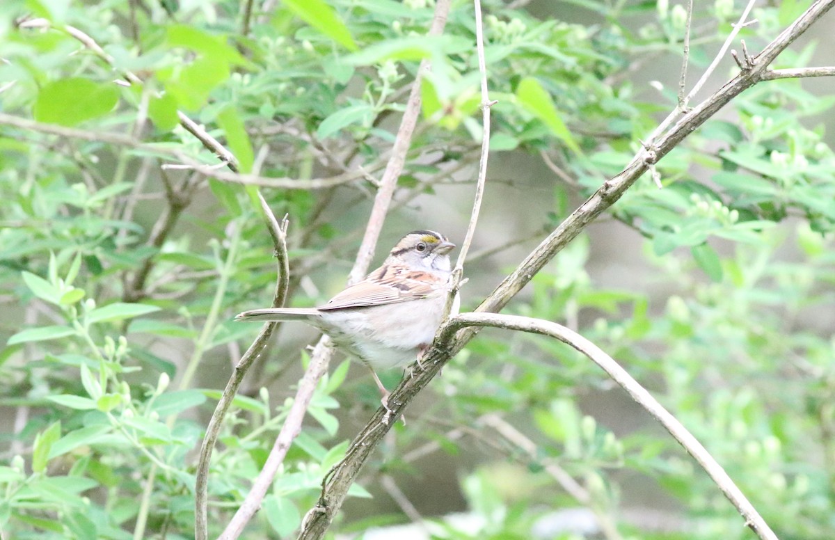 White-throated Sparrow - ML618468921