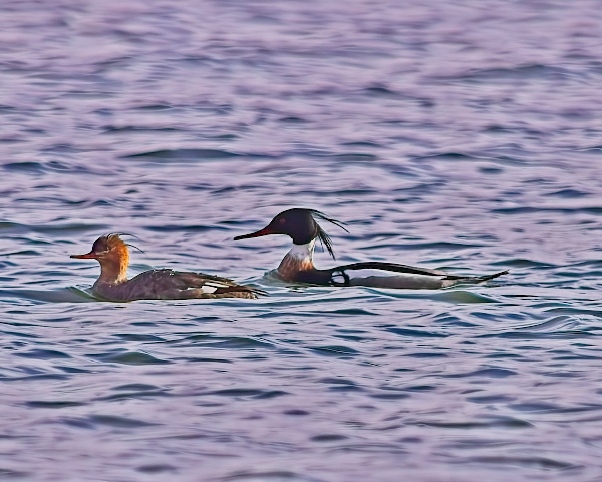 Red-breasted Merganser - ML618468965