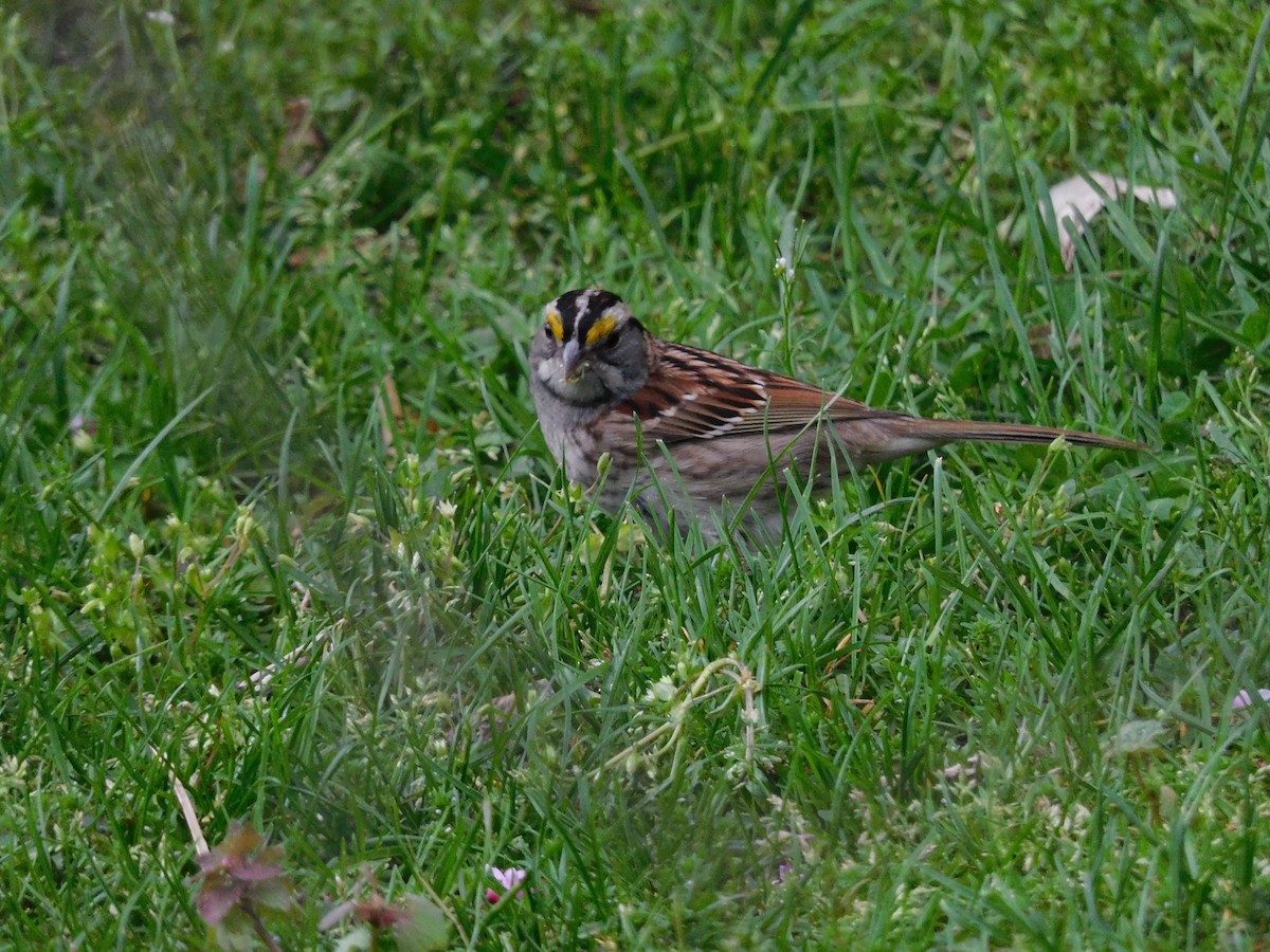 White-throated Sparrow - Charles Chu
