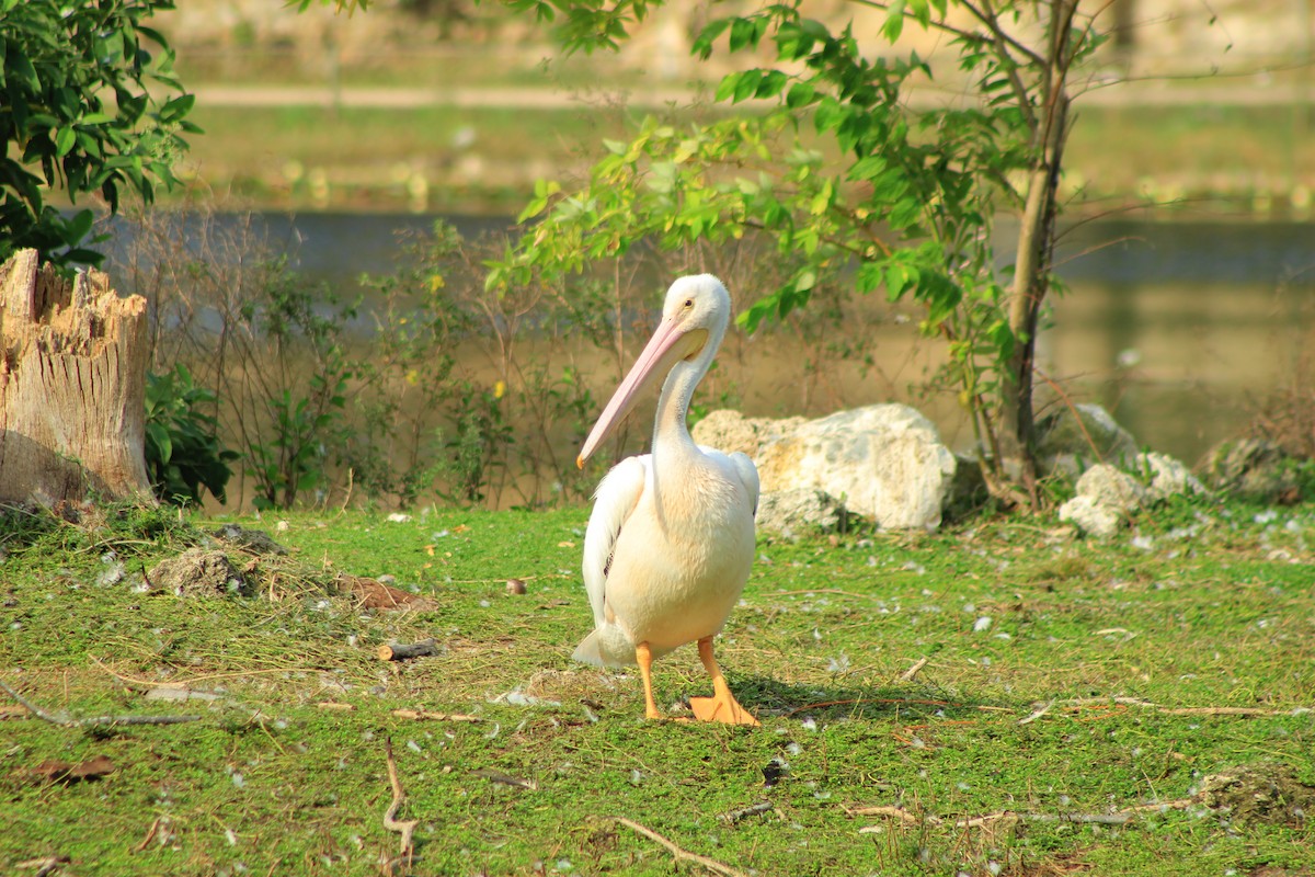 American White Pelican - ML618468975