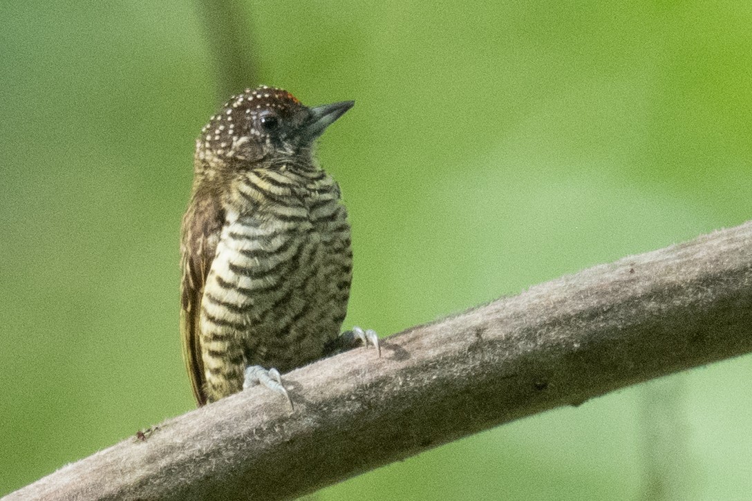 Lafresnaye's Piculet - ML618469000