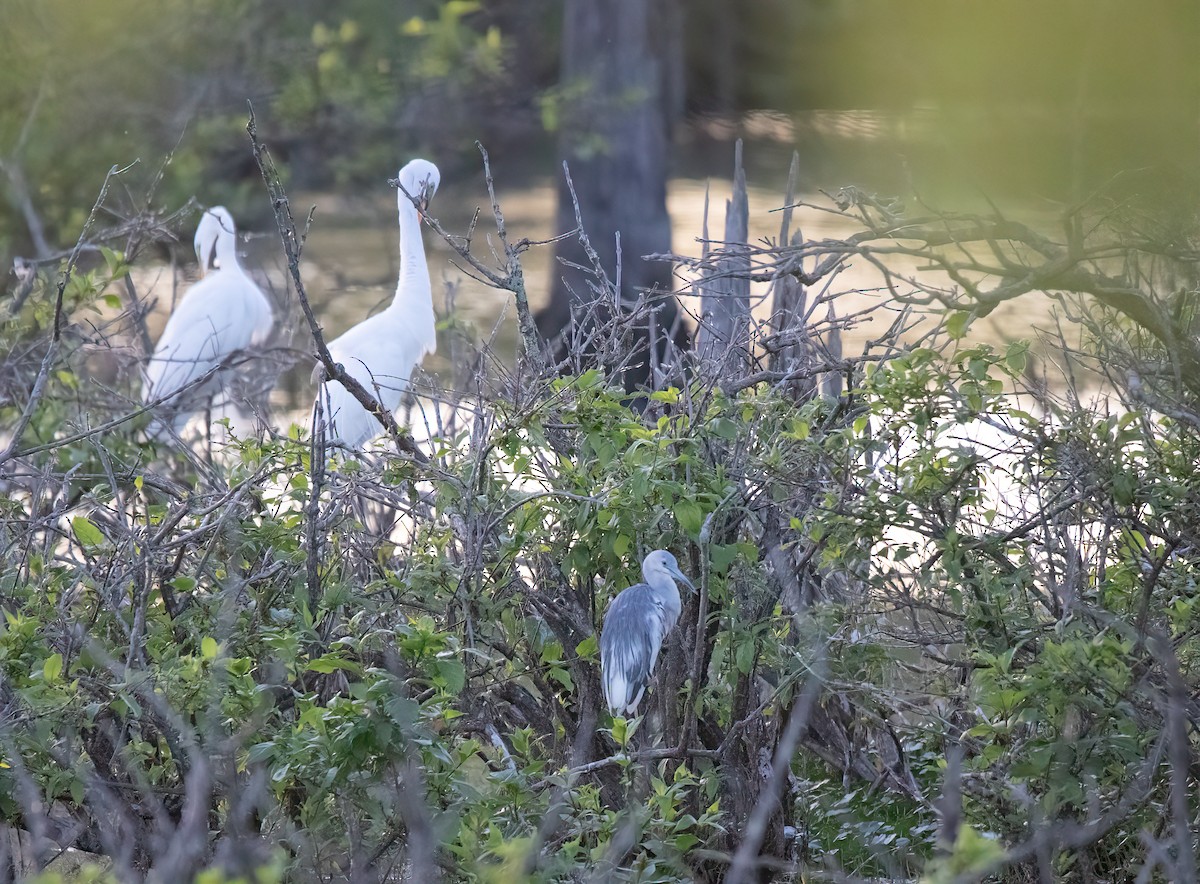 Little Blue Heron - Natalie Cavalieri