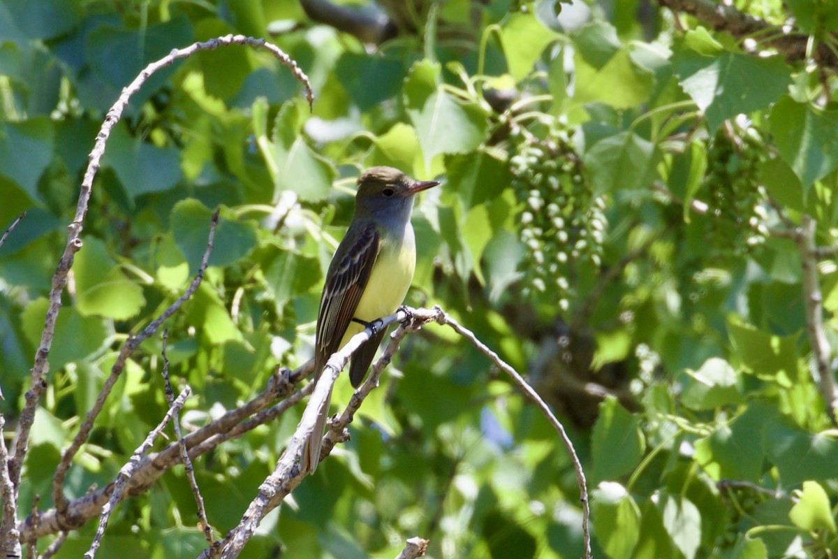 Great Crested Flycatcher - ML618469050