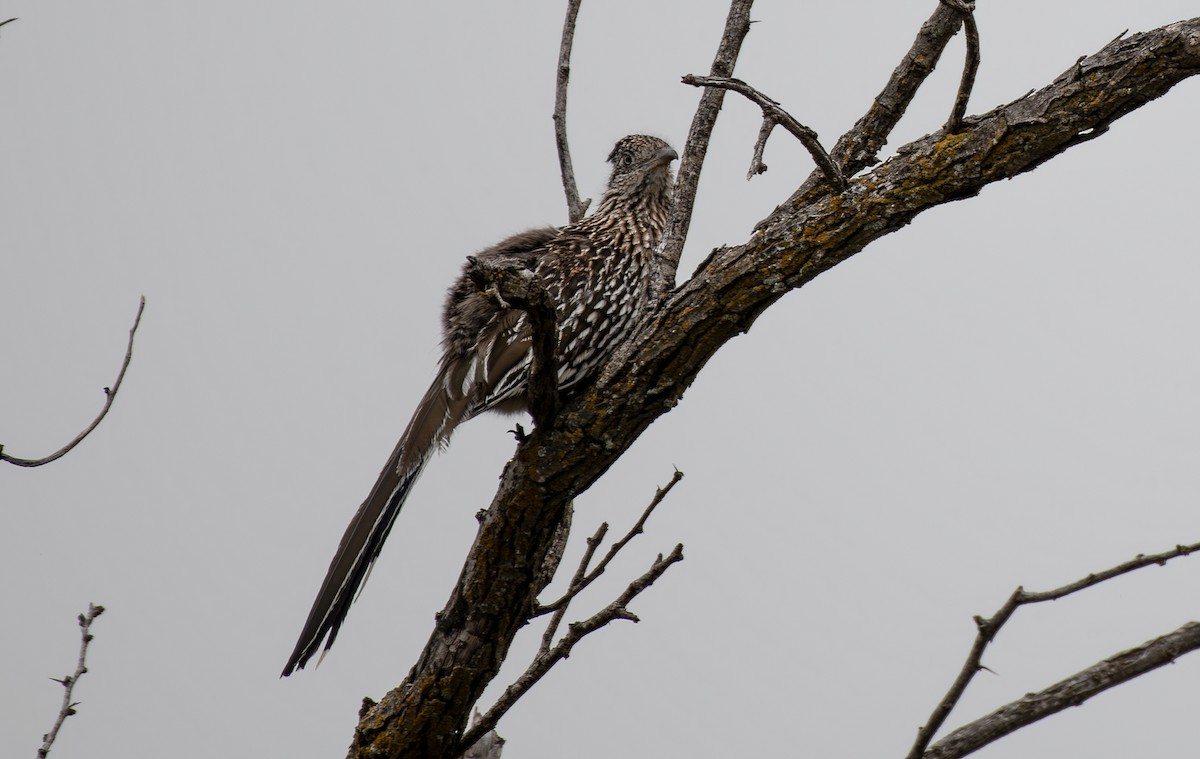 Greater Roadrunner - ML618469058