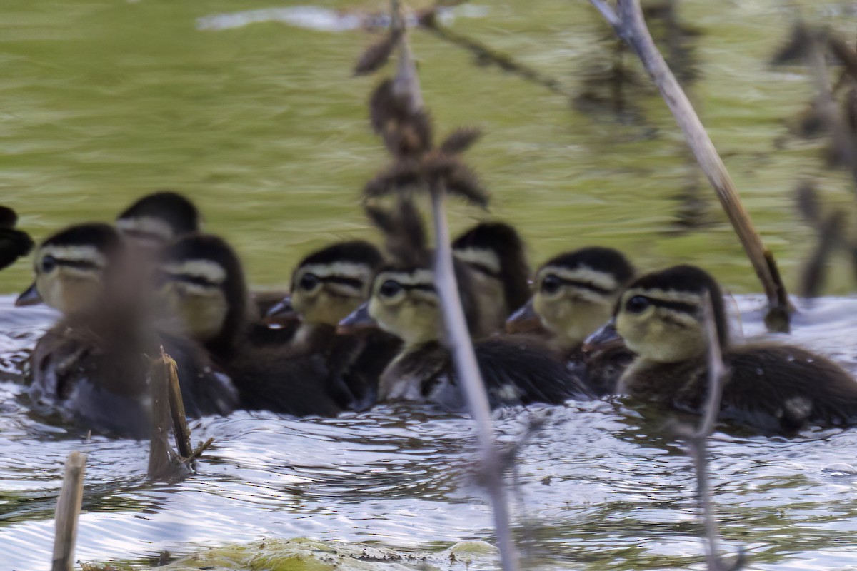 Wood Duck - ML618469068