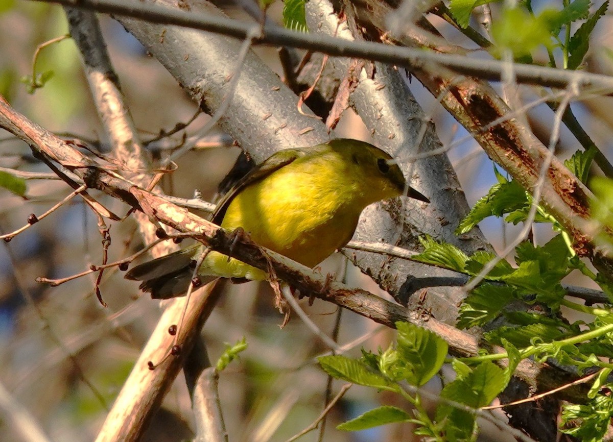 Hooded Warbler - Dilka Murtazina