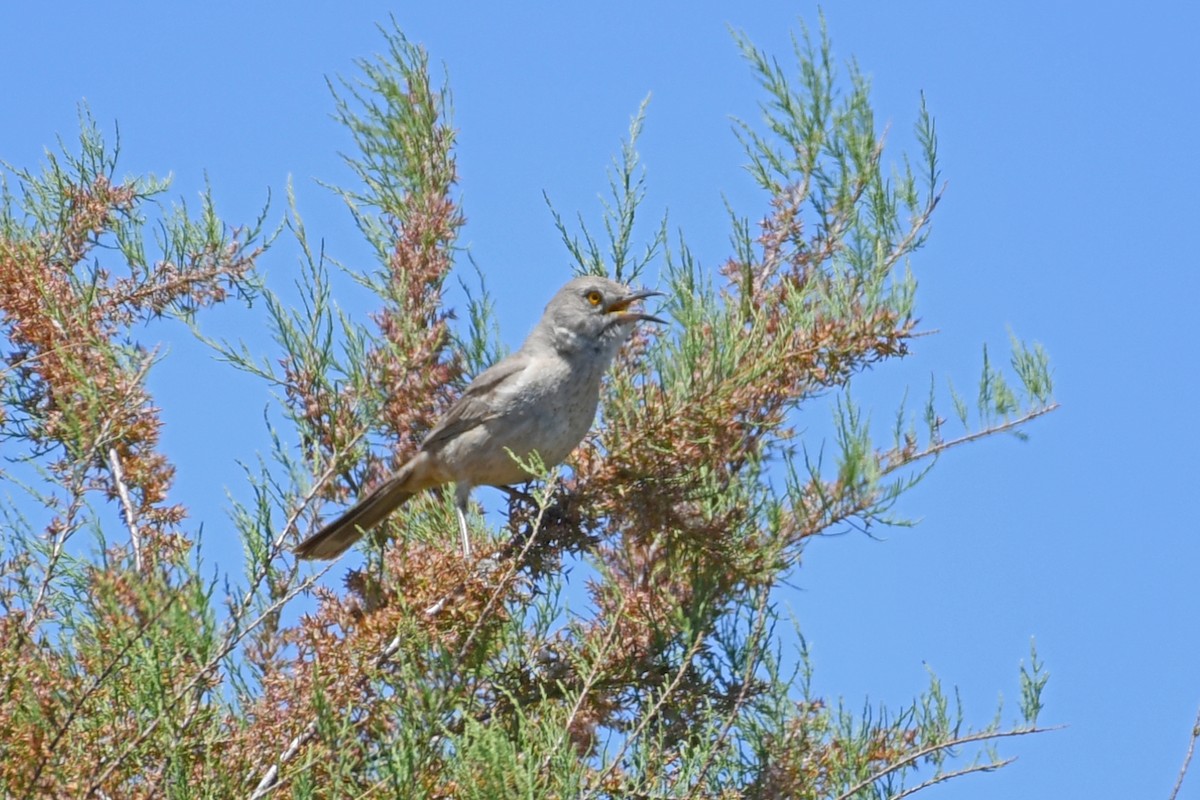 Bendire's Thrasher - ML618469097