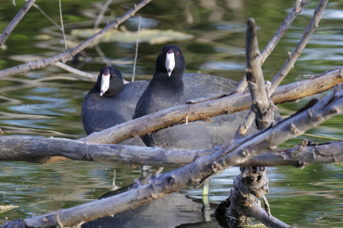 American Coot - ML618469109