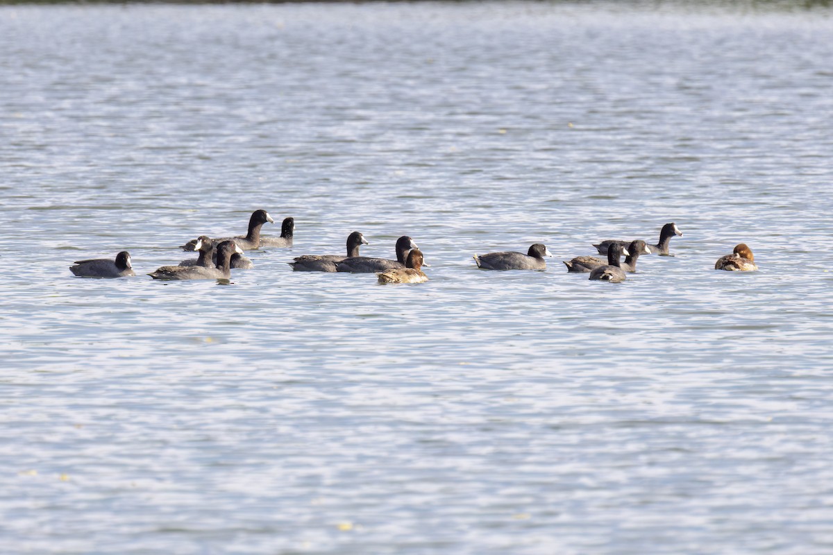 American Coot - ML618469112