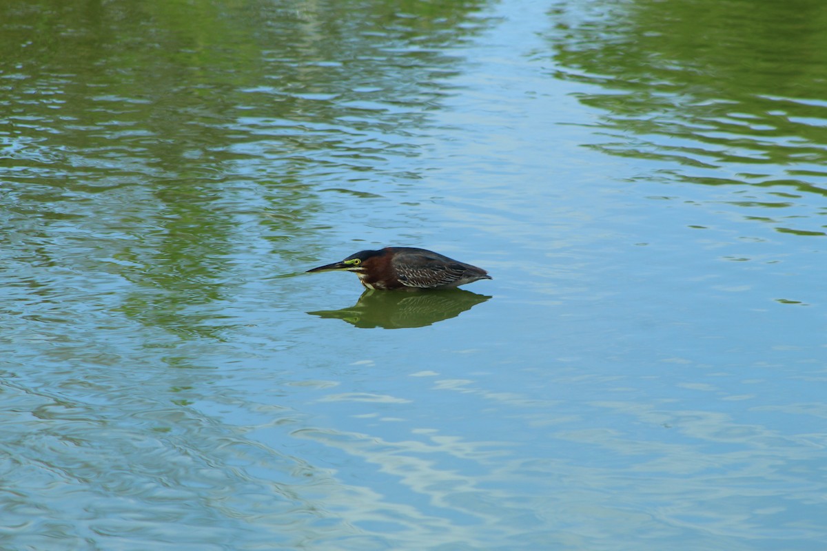 Green Heron - ML618469118