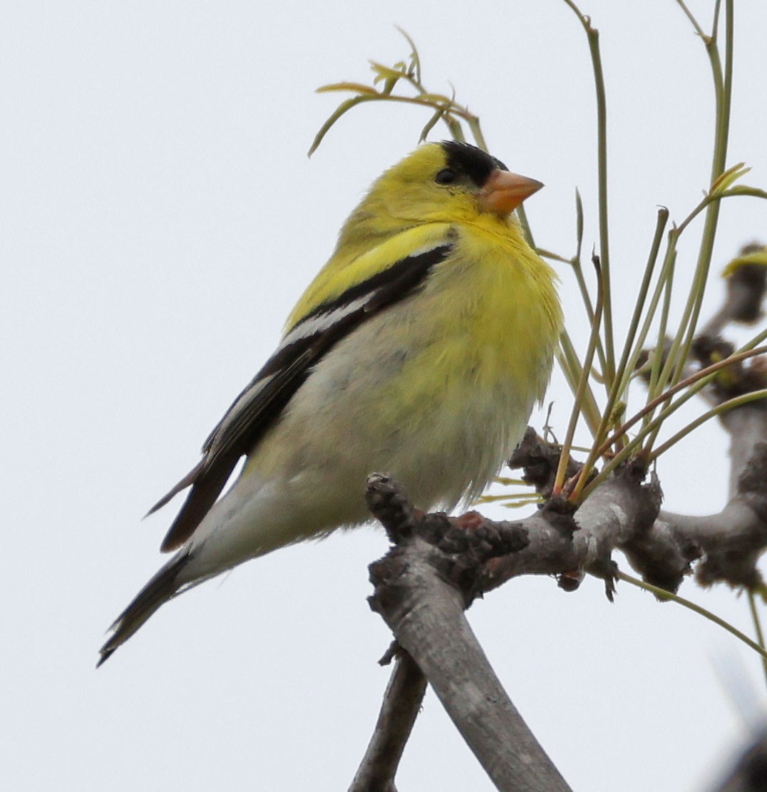 American Goldfinch - ML618469142