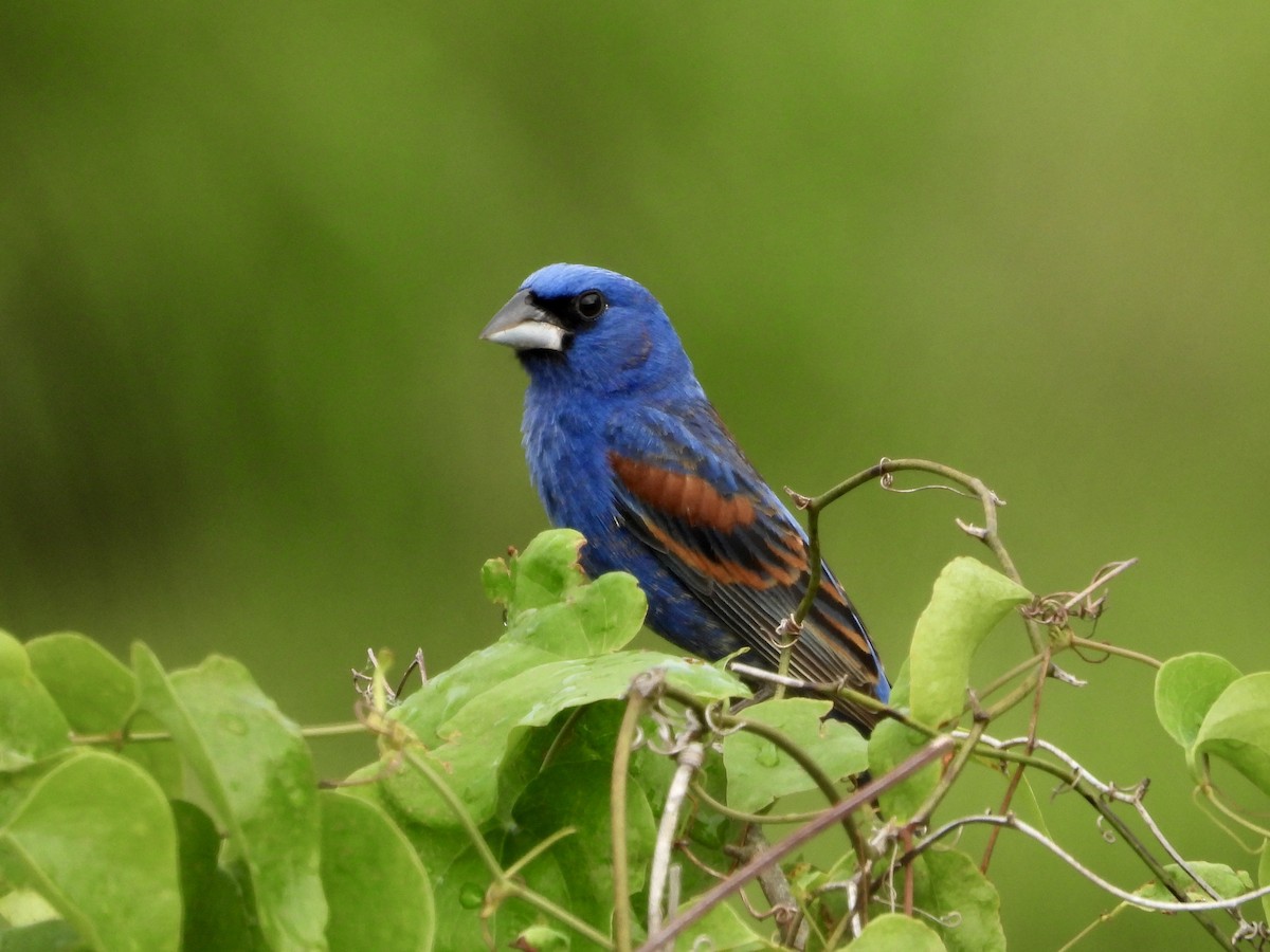 Blue Grosbeak - Walter Calhoun