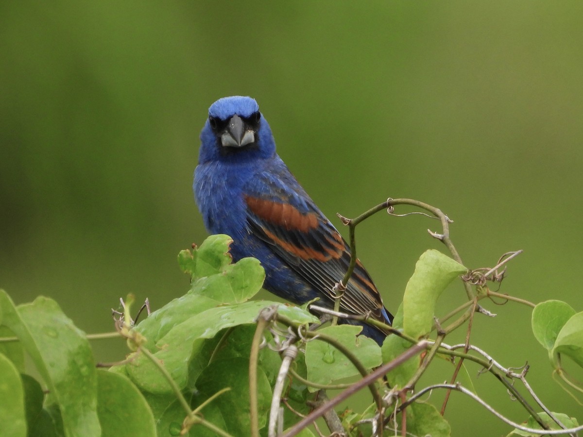 Blue Grosbeak - Walter Calhoun